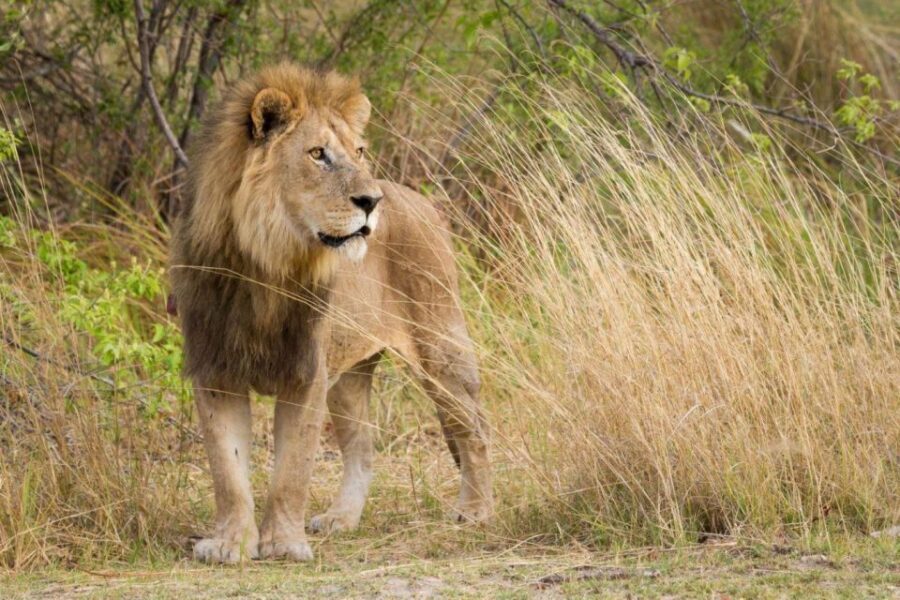Tala Game Reserve Full Day Tour from Durban - What’s Included and What to Consider