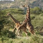 Tala Game Reserve & Natal Lion Park 1/2 Day Tour from Durban - Who Should Consider This Tour?