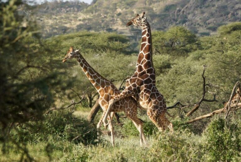 Tala Game Reserve & Natal Lion Park 1/2 Day Tour from Durban - Who Should Consider This Tour?