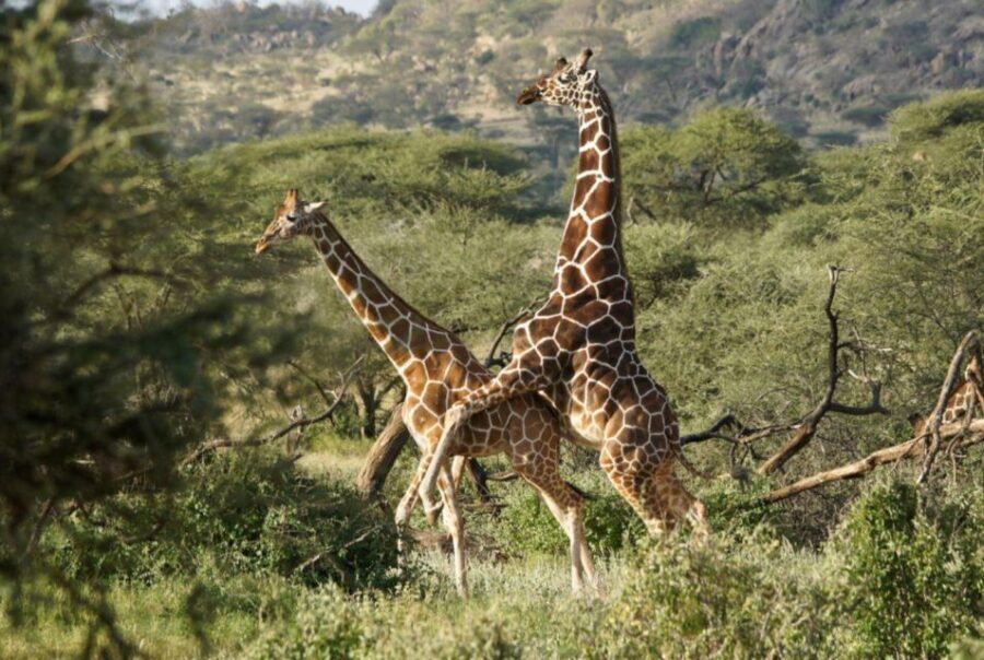 Tala Game Reserve & Natal Lion Park 1/2 Day Tour from Durban - Who Should Consider This Tour?