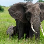 Tanzania: 10-Day Safari, Culture, and Zanzibar Tour - Considerations