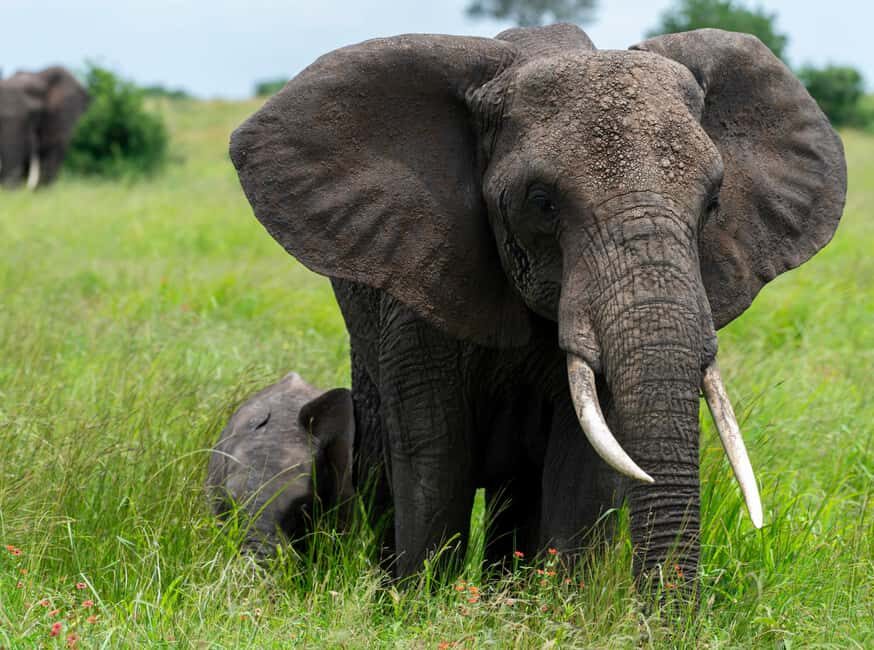 Tanzania: 10-Day Safari, Culture, and Zanzibar Tour - Considerations