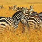Tanzania: 2-Day Luxury Safari to Tarangire and Ngorongoro - Who Is This Safari Best For?