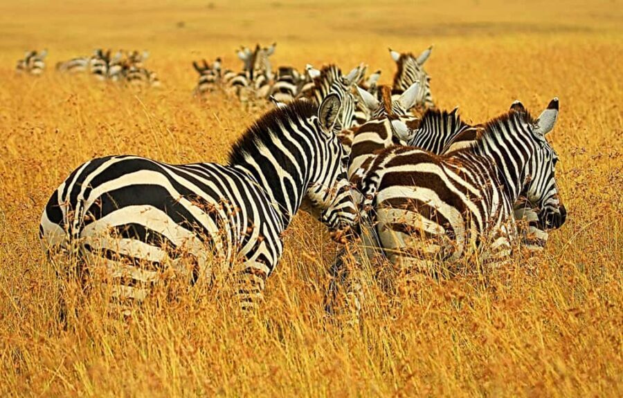 Tanzania: 2-Day Luxury Safari to Tarangire and Ngorongoro - Who Is This Safari Best For?