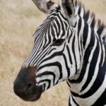 Tanzania: 2-Day Mid-Range Safari to Tarangire and Ngorongoro - What’s Included & What’s Not