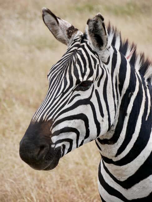 Tanzania: 2-Day Mid-Range Safari to Tarangire and Ngorongoro - What’s Included & What’s Not