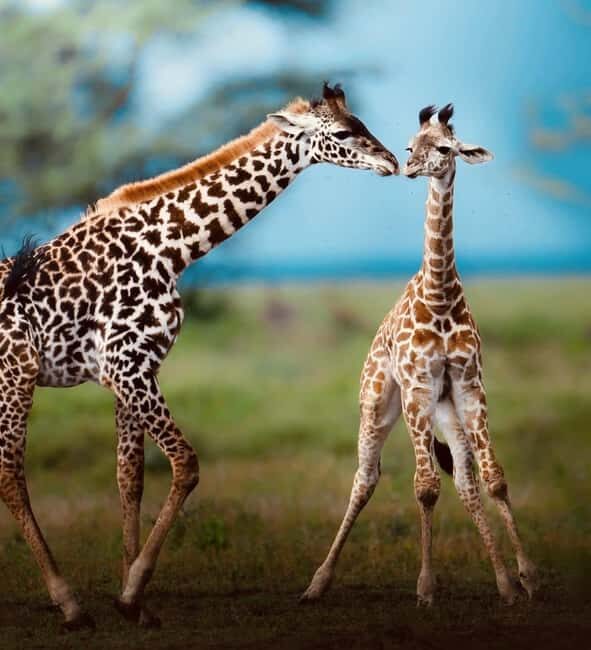 Tanzania: 2-Days Safari to Tarangire and Ngorongoro - Exploring the Itinerary: What Makes Each Stop Special?