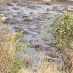 Tanzania: 3-Day Last-Minute Safari with Accommodation - Authentic Experiences and Traveler Insights