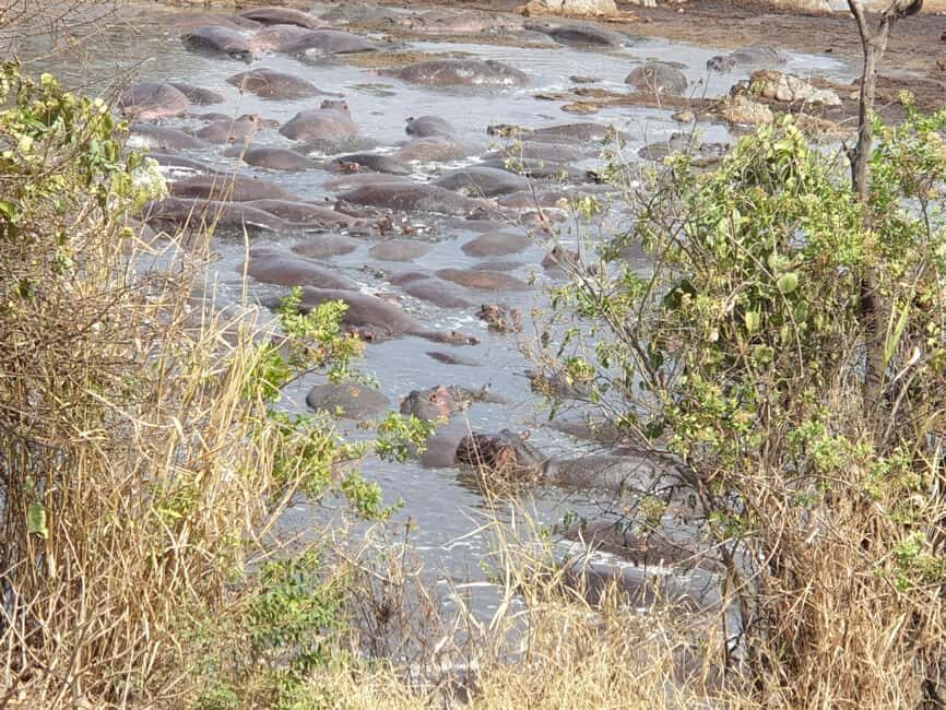 Tanzania: 3-Day Last-Minute Safari with Accommodation - Authentic Experiences and Traveler Insights