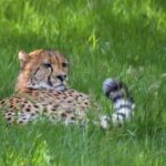 Tanzania: 3-Day Mid-Range Lodge Safari to Serengeti & - The Authentic Experience