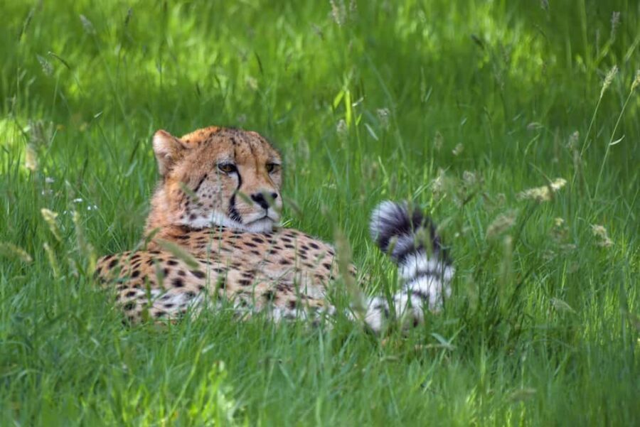 Tanzania: 3-Day Mid-Range Lodge Safari to Serengeti & - The Authentic Experience