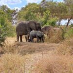 Tanzania: 3-Day Safari to Mikumi and Udzungwa Mountains - An Honest Look at the 3-Day Tanzanian Safari Experience