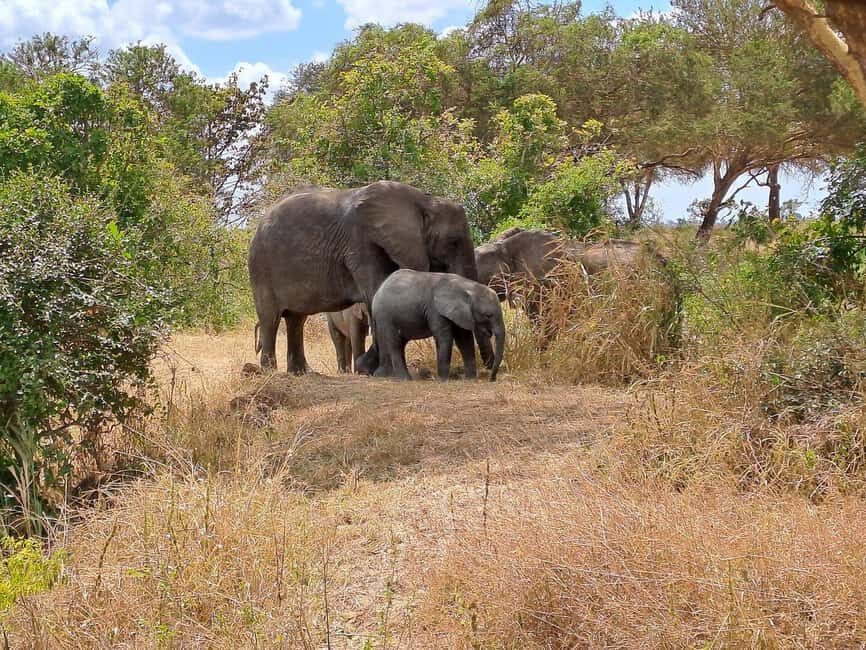 Tanzania: 3-Day Safari to Mikumi and Udzungwa Mountains - An Honest Look at the 3-Day Tanzanian Safari Experience