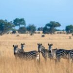 Tanzania: 3-Day Safari to Serengeti, Lake Manyara, - The Itinerary Breakdown: What to Expect Day by Day