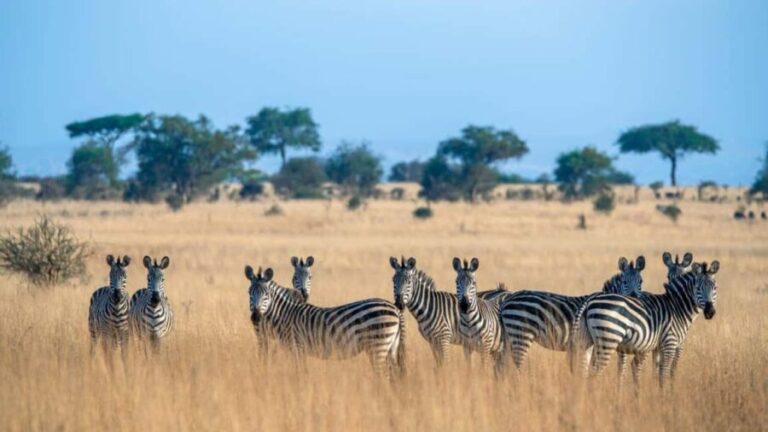 Tanzania: 3-Day Safari to Serengeti, Lake Manyara, - The Itinerary Breakdown: What to Expect Day by Day