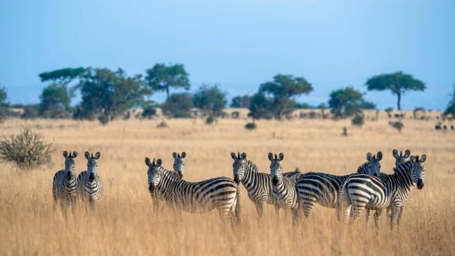 Tanzania: 3-Day Safari to Serengeti, Lake Manyara, - The Itinerary Breakdown: What to Expect Day by Day