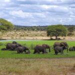 Tanzania: 3-Day Safari to Tarangire and Ngorongoro - Discovering Tanzanias Wildlife & Landscapes