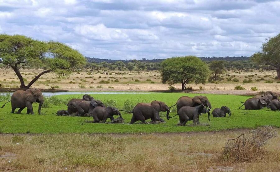 Tanzania: 3-Day Safari to Tarangire and Ngorongoro - Discovering Tanzanias Wildlife & Landscapes