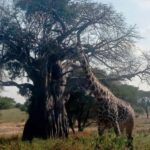 Tanzania: 4-Day Budget Safari to Tarangire and Serengeti - The Practicalities & Value