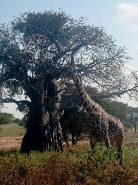 Tanzania: 4-Day Budget Safari to Tarangire and Serengeti - The Practicalities & Value