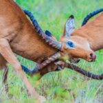 Tanzania: 4-Day Mid-Range Safari to Tarangire, Serengeti & - Exploring the 4-Day Safari Itinerary