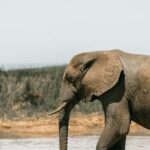 Tanzania: 4-Day Mid-Range Tour Tara, Serengeti & Ngorongoro - The Practical Side: What You Should Know