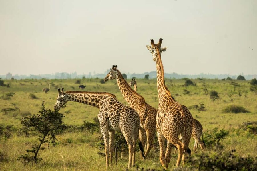 Tanzania: 4-Day Private Lodge Safari with Accommodation - The Itinerary Breakdown: What to Expect