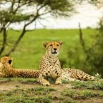 Tanzania: 4-Day Safari Nature in scenic view of Tanzania - What’s Included and What’s Not
