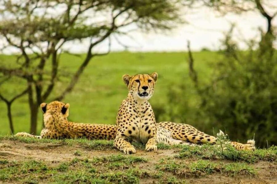 Tanzania: 4-Day Safari Nature in scenic view of Tanzania - What’s Included and What’s Not