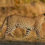 Tanzania: 4-Day Safari to Serengeti and Ngorongoro Crater - Transport, accommodation, and overall experience