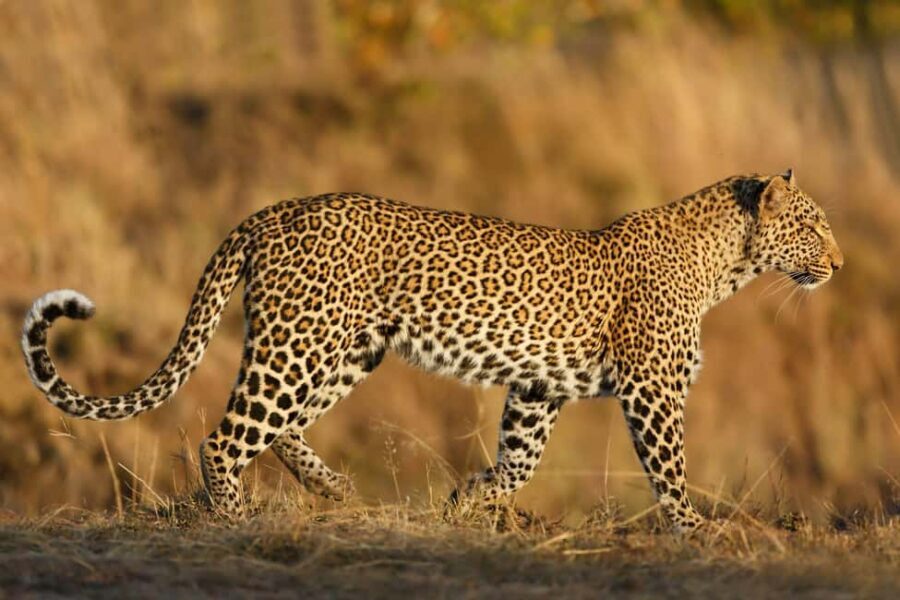 Tanzania: 4-Day Safari to Serengeti and Ngorongoro Crater - Transport, accommodation, and overall experience