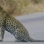 Tanzania: 5-Day Big Five Safari Adventure - What’s Included and What’s Not