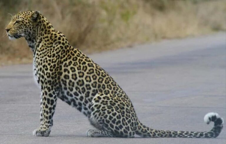 Tanzania: 5-Day Big Five Safari Adventure - What’s Included and What’s Not
