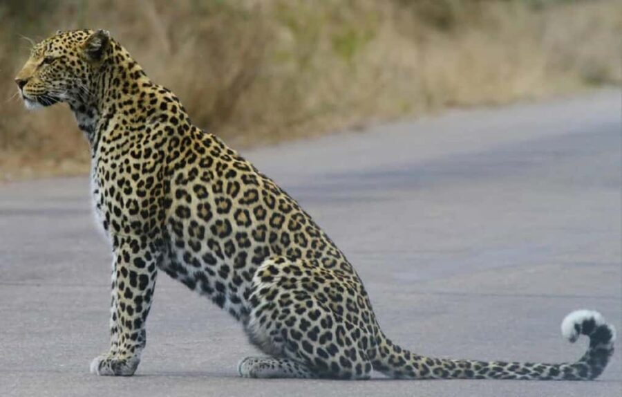 Tanzania: 5-Day Big Five Safari Adventure - What’s Included and What’s Not