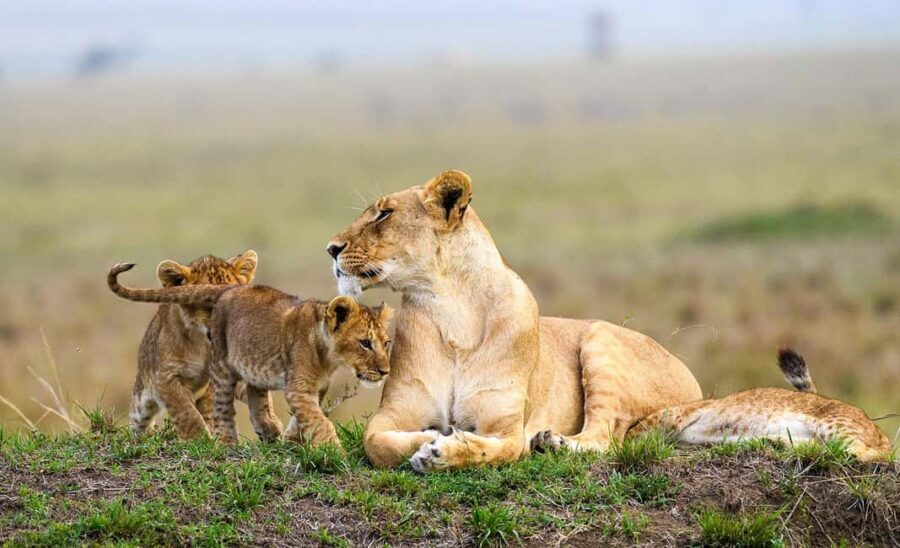 Tanzania: 5-Day Luxury Safari with Lodge Accommodation - What Sets This Safari Apart?