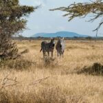 Tanzania: 5-Day Northern Circuit Safari with Accommodation - Practical Insights: What You Need to Know