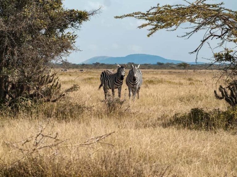 Tanzania: 5-Day Northern Circuit Safari with Accommodation - Practical Insights: What You Need to Know