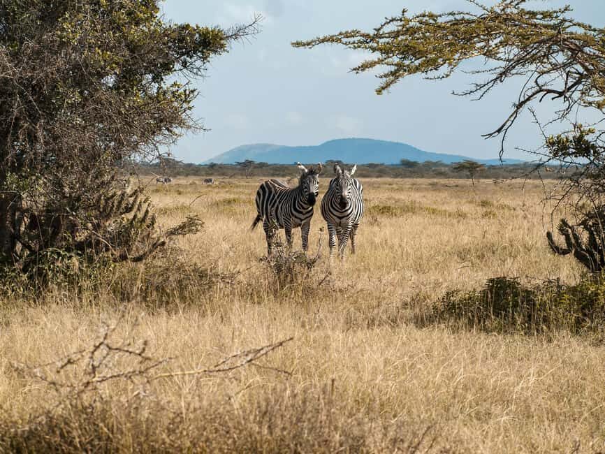 Tanzania: 5-Day Northern Circuit Safari with Accommodation - Practical Insights: What You Need to Know