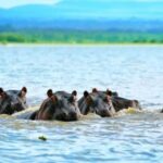 Tanzania: 5-Day Safari Tanzanian geo-nature. - Detailed Breakdown of the Safari Experience