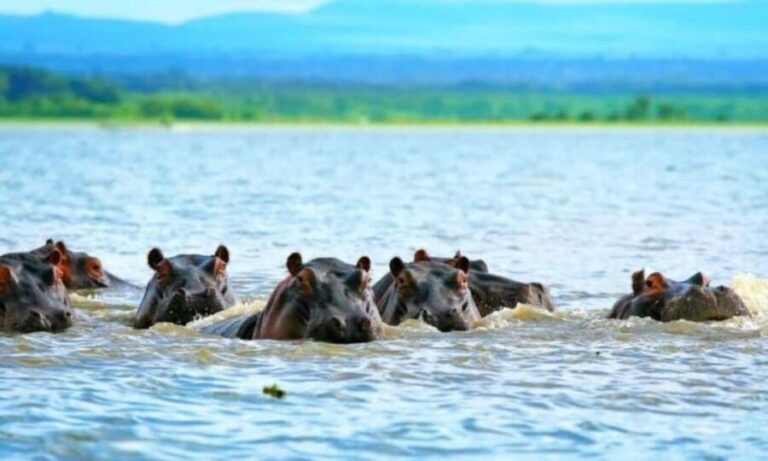 Tanzania: 5-Day Safari Tanzanian geo-nature. - Detailed Breakdown of the Safari Experience