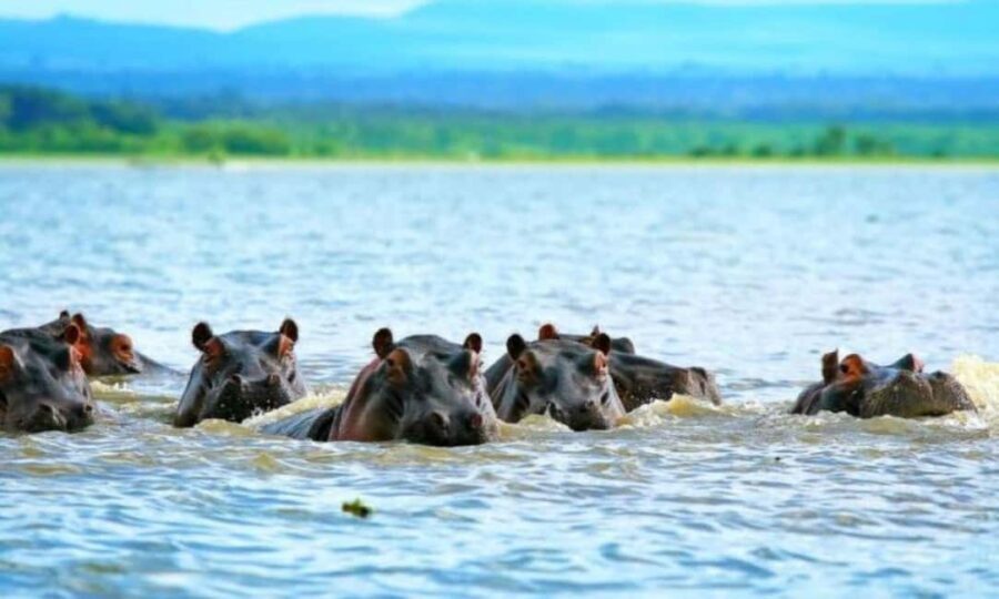 Tanzania: 5-Day Safari Tanzanian geo-nature. - Detailed Breakdown of the Safari Experience