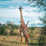 Tanzania: 5-Day Safari to Ngorongoro Crater and Serengeti - An In-Depth Look at the Safari Experience