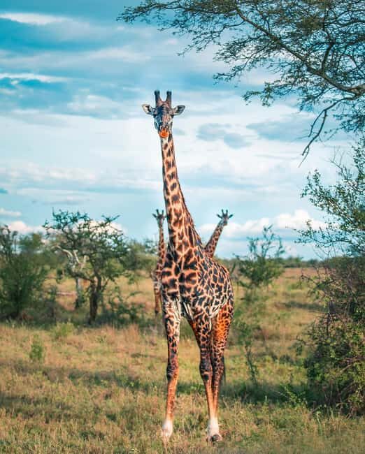 Tanzania: 5-Day Safari to Ngorongoro Crater and Serengeti - An In-Depth Look at the Safari Experience