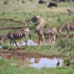 Tanzania: 5-Day Tarangire, Ndutu, and Ngorongoro Safari - What to expect and why it matters