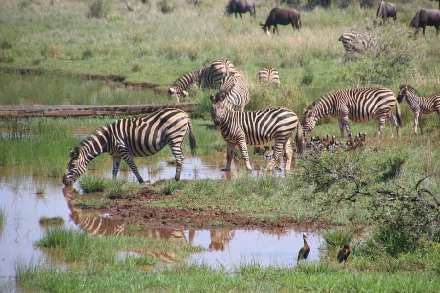 Tanzania: 5-Day Tarangire, Ndutu, and Ngorongoro Safari - What to expect and why it matters