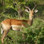 Tanzania: 6-Day Luxury Lodge Safari - What’s Included and What to Budget For