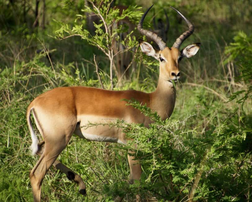 Tanzania: 6-Day Luxury Lodge Safari - What’s Included and What to Budget For