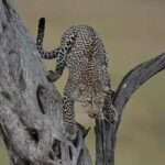 Tanzania: 6-Day Safari to Lake Manyara, Serengeti, and More - Transportation & Logistics: Comfort in the Wild