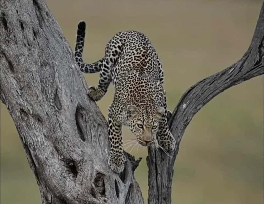Tanzania: 6-Day Safari to Lake Manyara, Serengeti, and More - Transportation & Logistics: Comfort in the Wild