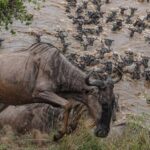 Tanzania: 6-Day Tanzania Northern Safari - What Sets This Tour Apart